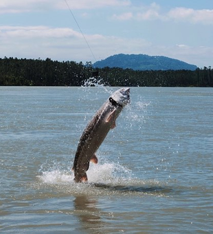 Monster Fish: BC Sturgeon Time!